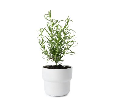 Beyaz arka plan üzerinde taze biberiye ile pota