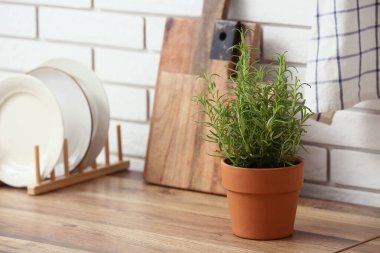 Mutfak tezgahında beyaz tuğladan duvarlar olan biberiye saksısı.