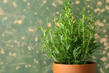 Yeşil grunge arka planında saksı biberiye bitkisi