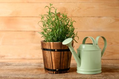 Ahşap arka planda sulama tenekesi olan biberiye saksısı