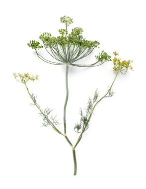 Taze yeşil dereotunun karışımı beyaz arka planda izole edilmiş, yakın plan.