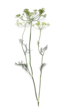 Taze dereotları beyaz arkaplanda izole edilmiş.