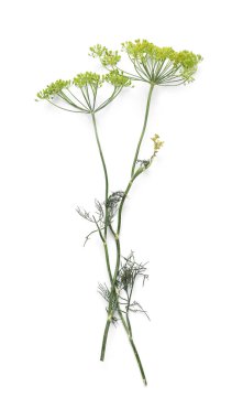 Taze dereotları beyaz arkaplanda izole edilmiş.