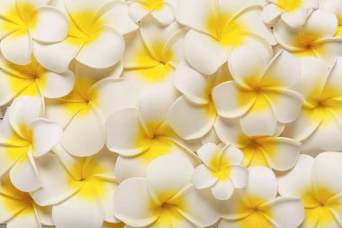 Arka plan olarak güzel tesisat çiçeklerinin dokusu