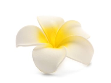 Beyaz arka plan üzerinde güzel Plumeria çiçek