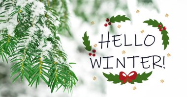 Tree branches covered with snow in forest on winter day, closeup