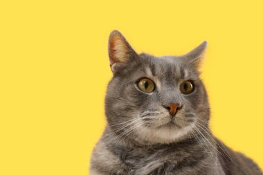 Sarı arka planda sevimli gri kedi, yakın plan.