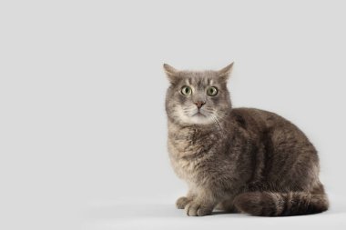 Açık arkaplanda oturan sevimli gri kedi.