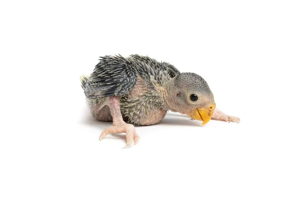 Een Schattige Baby Papegaai Geïsoleerd Witte Achtergrond — Stockfoto