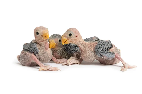 Söt Baby Papegoja Isolerad Vit Bakgrund — Stockfoto