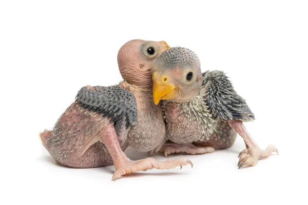 Papagaio Bonito Bebê Isolado Fundo Branco — Fotografia de Stock