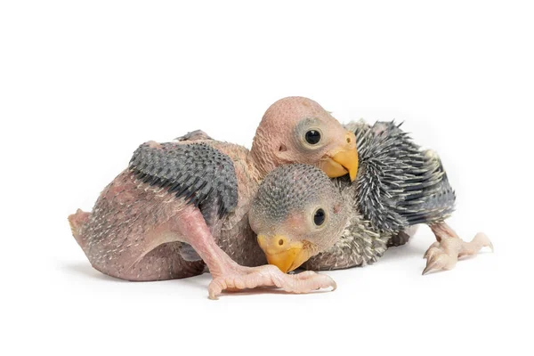 Söt Baby Papegoja Isolerad Vit Bakgrund — Stockfoto