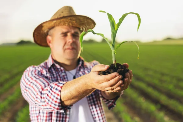 Ręka Rolnika Trzymająca Kiełki Kukurydzy Polu — Zdjęcie stockowe