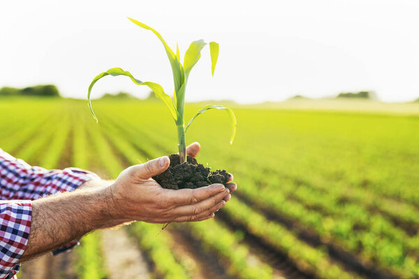 Farmer's hand holding corn sprout in field
