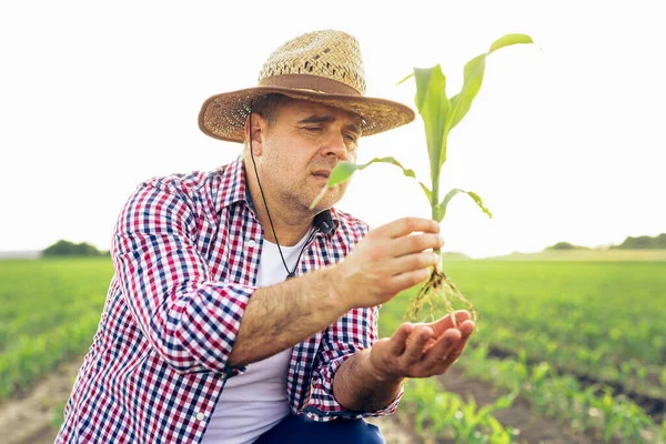 Farmář Kontroluje Kvalitu Listí Růst Kukuřičném Poli — Stock fotografie