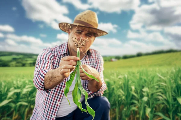 Jordbrukare Kontrollera Kvaliteten Blad Och Tillväxt Majsfält — Stockfoto