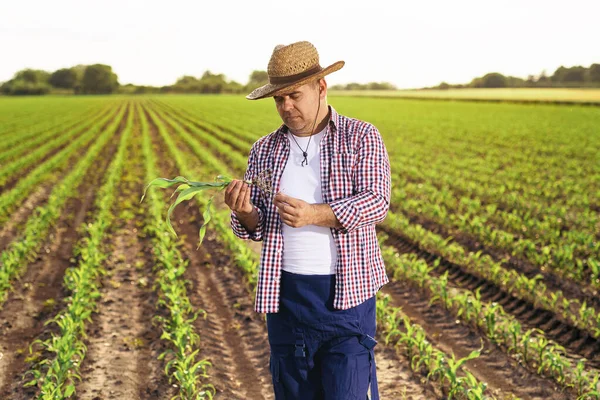 Ένας Αγρότης Στέκεται Στο Χωράφι Καλαμπόκια — Φωτογραφία Αρχείου