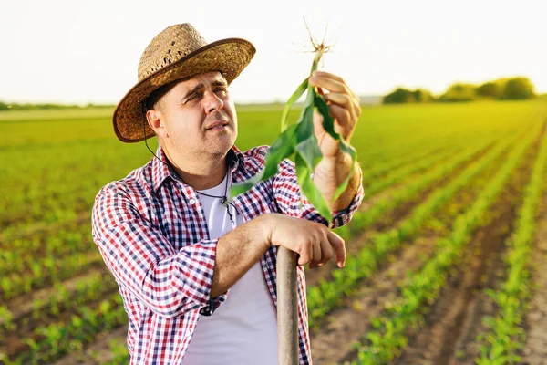 Farmář Kontroluje Kvalitu Listí Růst Kukuřičném Poli Royalty Free Stock Fotografie