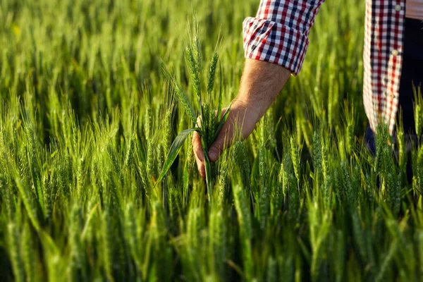 Close Mão Agricultor Segurando Orelhas Trigo Verde Campo — Fotografia de Stock