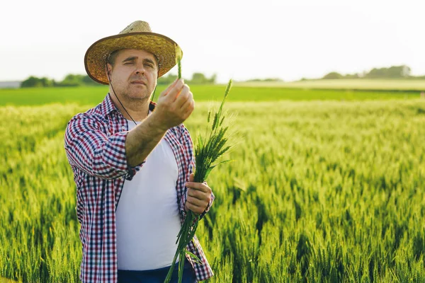 Landwirt Überprüft Die Qualität Von Weizengetreide — Stockfoto