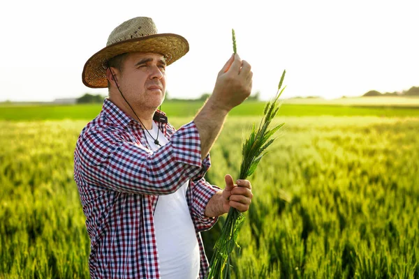 Jordbrukare Som Kontrollerar Vetekornans Kvalitet — Stockfoto