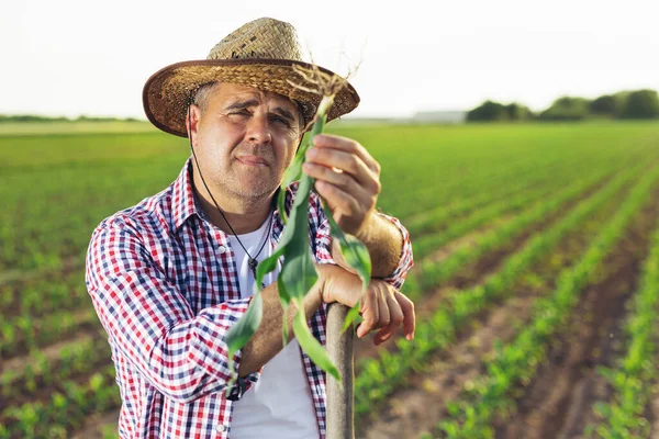 Αγρότης Στέκεται Στο Χωράφι Του Καλαμπόκια Εξετάζει Καλλιέργειες Μετά Από — Φωτογραφία Αρχείου
