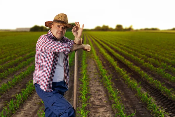 Senior Landbouwer Die Bij Zonsondergang Het Maïsveld Gewassen Onderzoekt — Stockfoto