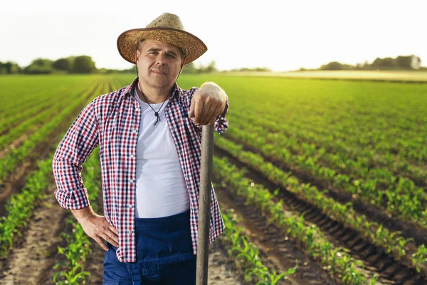 Landwirt Steht Maisfeld Und Begutachtet Die Ernte Bei Sonnenuntergang — Stockfoto