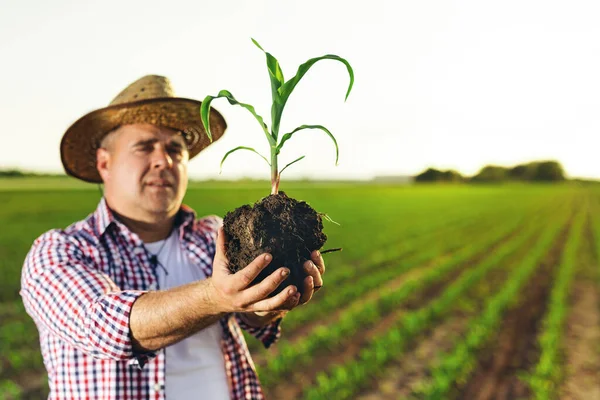 Farmer Standing His Growing Corn Field Examining Crops Successful Sowing — Stock Photo, Image