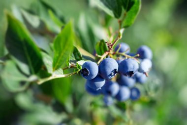 Ağaç dalında olgunlaşan yabanmersini. Sabahleyin sağlıklı yeşil bir bitkide mavi meyve.