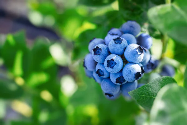 Ağaç Dalında Olgunlaşan Yabanmersini Sabahleyin Sağlıklı Yeşil Bir Bitkide Mavi — Stok fotoğraf