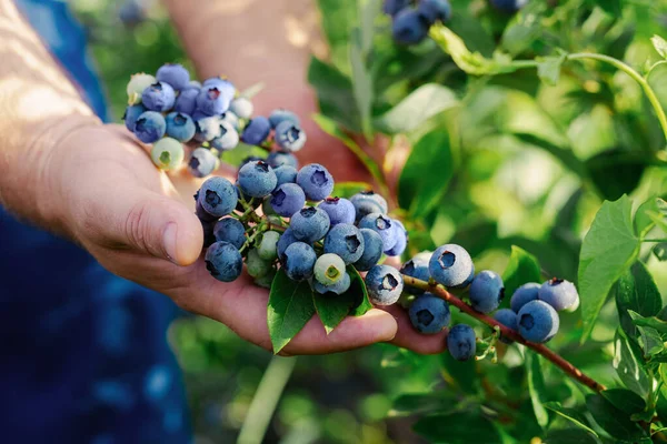 Male Hand Picking Fresh Organic Blueberries Bush Stock Image