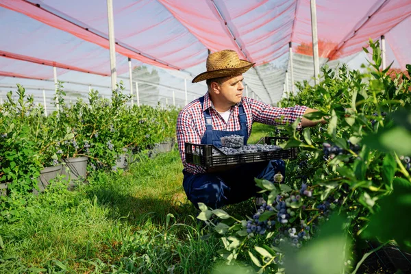 Agricultor Trabajando Recogiendo Arándanos Una Granja Ecológica — Foto de Stock