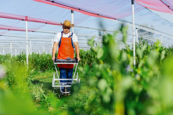 Agriculteur Cueillette Bleuets Frais Sur Une Ferme — Photo