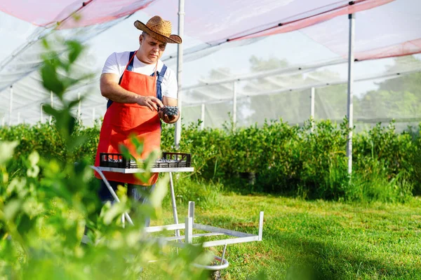 在有机农场工作和采摘蓝莓的农民 — 图库照片