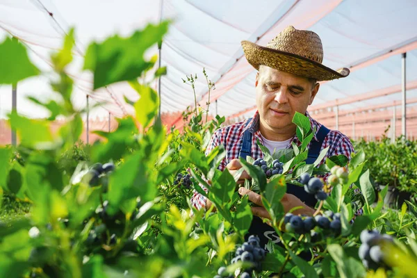 Αγρότης Που Εργάζεται Και Μαζεύει Βατόμουρα Μια Βιολογική Φάρμα — Φωτογραφία Αρχείου
