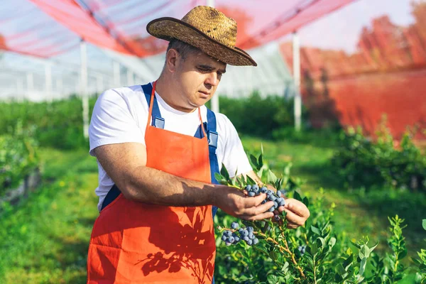 Agricultor Trabajando Recogiendo Arándanos Una Granja Ecológica —  Fotos de Stock