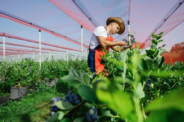 Agriculteur Travaillant Cueillant Des Bleuets Dans Une Ferme Biologique — Photo