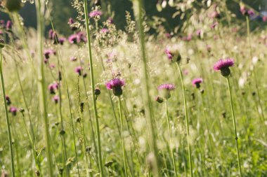 Yabani çiçekler tarlası. Önplana seçici odaklanma.