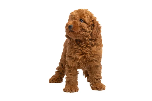 Poodle Puppy Looking Camera White Background — Stock Photo, Image