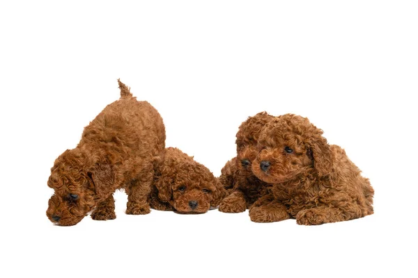 Red Toy Poodle Puppies Posing White Background — Stock Photo, Image