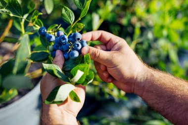 Erkek el bush dan taze organik yaban mersini toplama.
