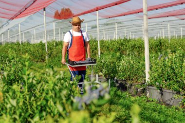 Çiftçi organik bir çiftlikte çalışıyor ve yabanmersini topluyor.