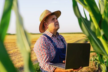 Bir çiftçi tarımcı yeşil mısırın saplarını ve yapraklarını inceliyor.