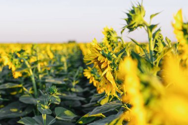 Ayçiçeği güneş ışınlarının aracılığıyla