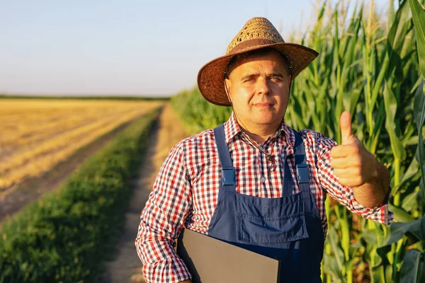 Farmer Agronomist Inspects Stems Leaves Green Corn — Stock Photo, Image
