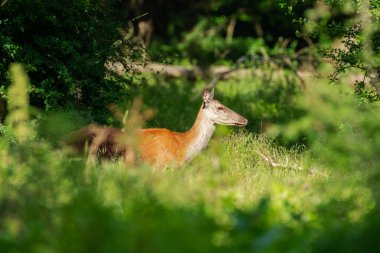 Görkemli bir geyik yemyeşil ormanın ortasında duruyor, doğal ortamında vahşi yaşamın güzelliğini ve sükunetini sergiliyor, gün ışığında banyo yapıyor..