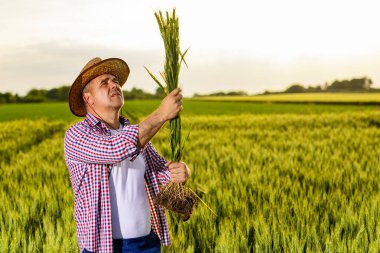 Kareli gömlekli ve hasır şapkalı bir çiftçi, açık bir gökyüzünün altındaki yemyeşil bir tarlada buğday mahsullerini yakından inceleyerek tarımsal uygulamaları vurguluyor..