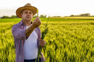 Bir çiftçi uçsuz bucaksız bir buğday tarlasında dikiliyor, bir buğday sapını yakından inceleyerek, geleneksel tarım kıyafetleri içinde, kalitesini ve büyüme durumunu değerlendiriyor..