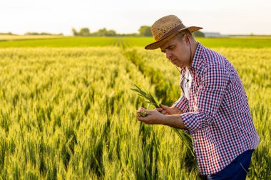Hasır şapka ve kareli gömlek giyen bir çiftçi, gün boyunca yeşil bir tarlada buğday mahsulünü inceleyerek bitkilerin büyüme ve sağlığını belirtir..